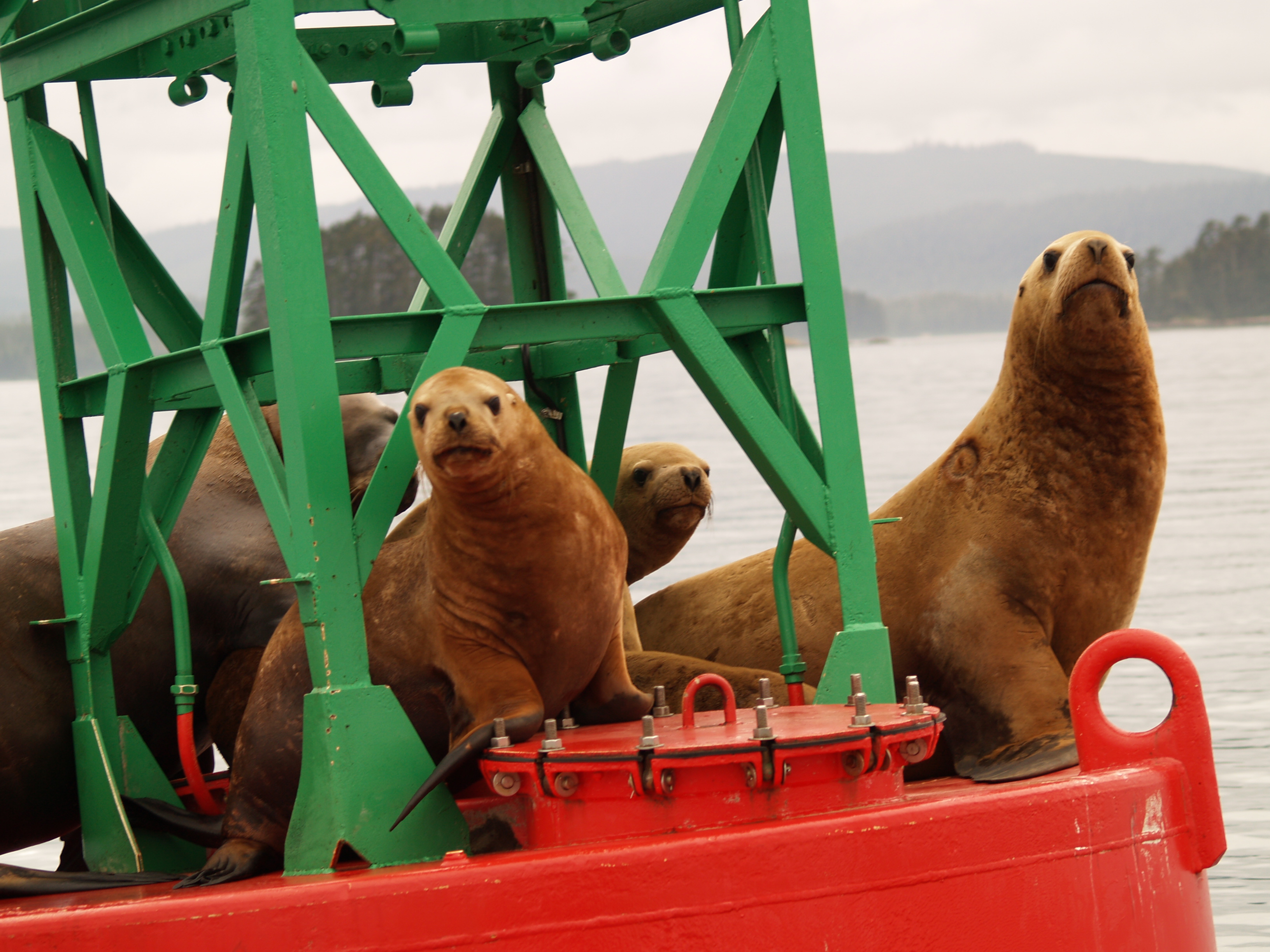 Sea Lions barking on buoy at north end of Clarence Straights