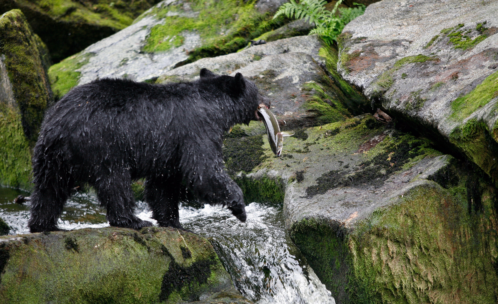 The Lodge at Whale Pass - Alaska Remote Fishing & Adventure Resort