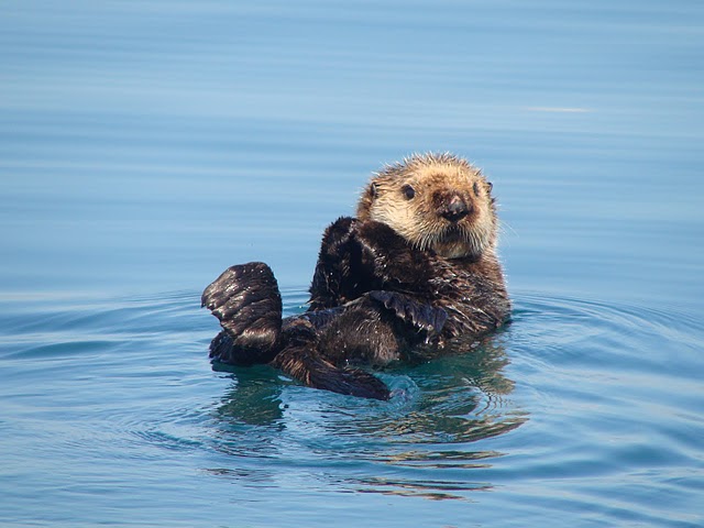 Sea otter cracking clams in Clarence Straight Southeast Alaska